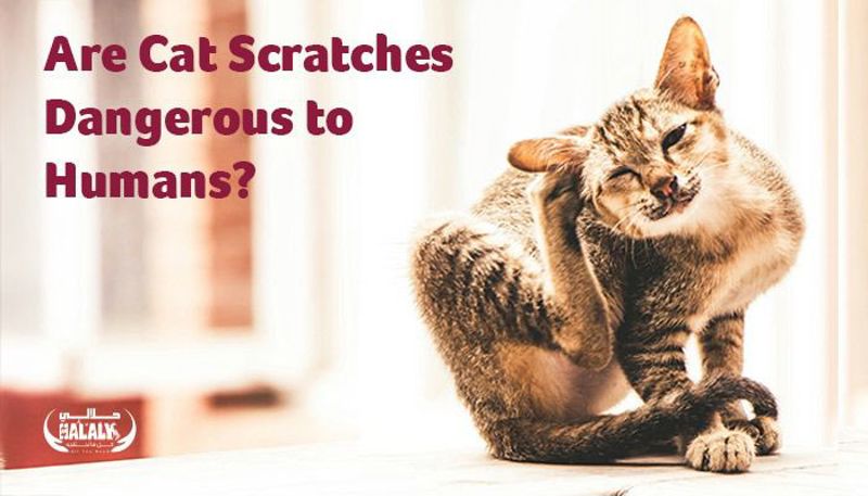 Are Cat Scratches Dangerous to Humans?